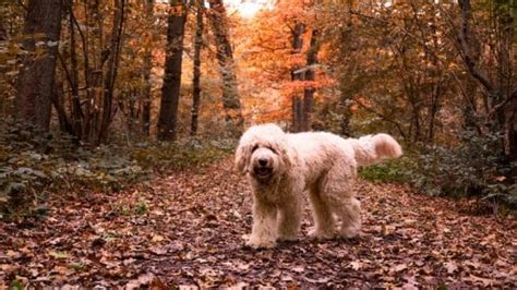 Razas De Perros Con Pelo Rizado