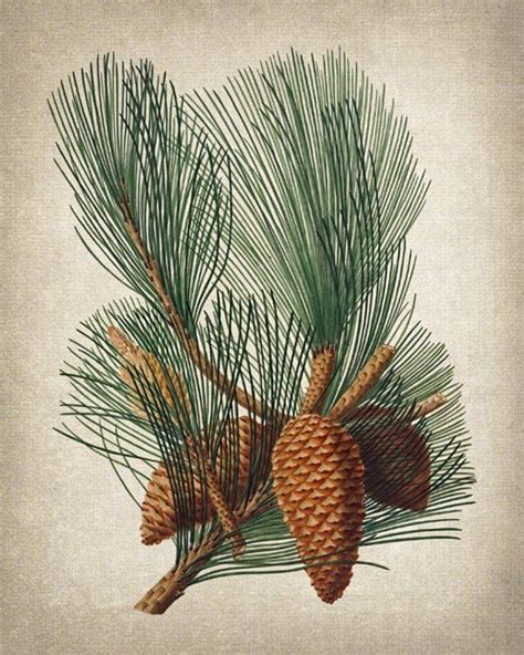 Evergreen Plant Printable Maritime Pine Pinecones Etsy Botanical