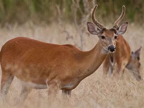 Female White Tailed Deer With Antlers