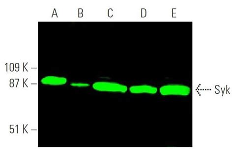 Syk Antibody D Scbt Santa Cruz Biotechnology