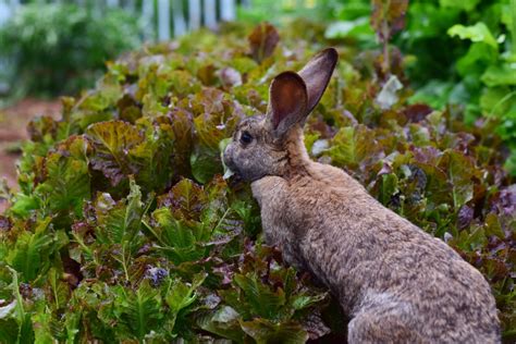 Rabbit Resistant Plants For Your Garden MyGardenLife