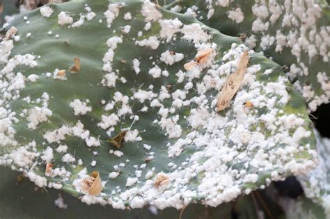 Cuidados Del Nopal Todo Lo Que Debes Saber Para Mantener Tu Nopal