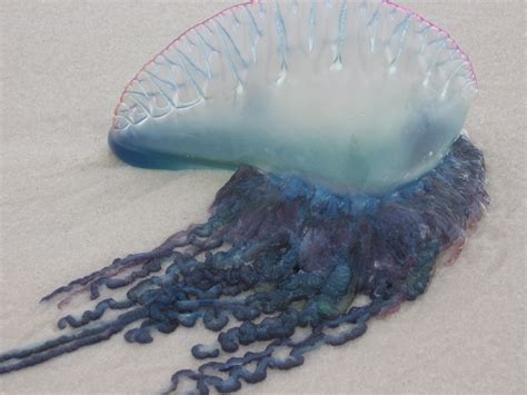 When is a Jellyfish NOT a Jellyfish? | Blog The Beach