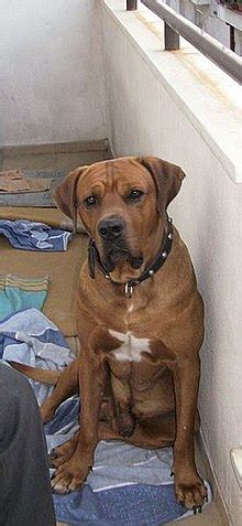 Tosa (dog breed) - Wikiwand articles