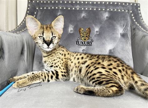 F1 Savannah Cat From Luxury Savannahs In 2022 Savannah Cat Cats