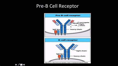 Immunology B Cell Development Pro And Pre B Cells Youtube