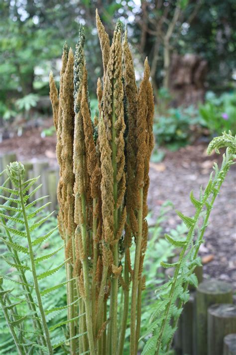 Jlbg Osmunda Cinnamomea Osmundastrum Cinnamomeum