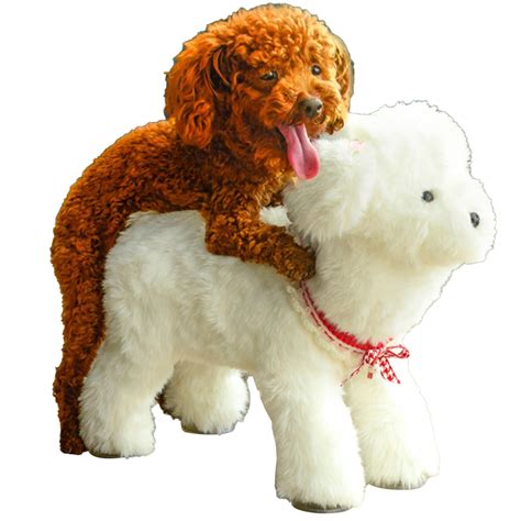 Male Dogs Mating