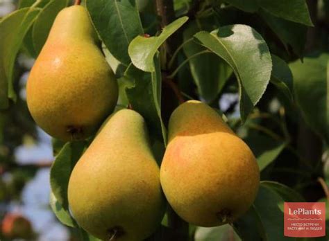 Груша 'Бере Жиффар' — описание сорта, характеристики | на LePlants.ru