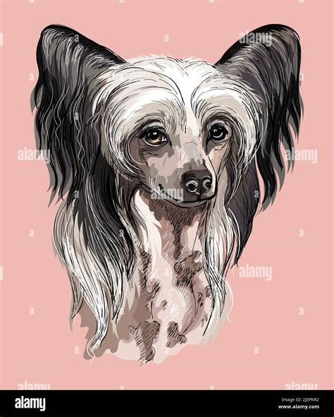 Chinese Crested Hand Drawing Dog Vector Isolated Illustration On Pink