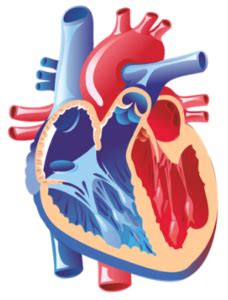 Cardiac Output Factors Frank Starling Law Regulation Of Heart Rate