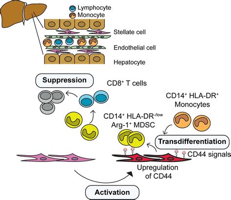 Activated Human Hepatic Stellate Cells Induce Myeloid Derived