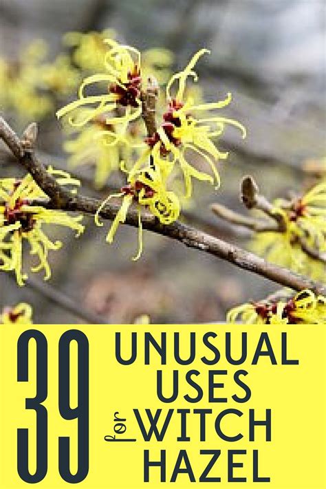 39 Unusual Uses For Witch Hazel What Is Witch Hazel Witch Hazel