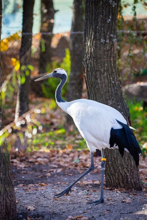 Japanese Red Crowned Crane Or Grus Japonensis Stock Photo Image Of