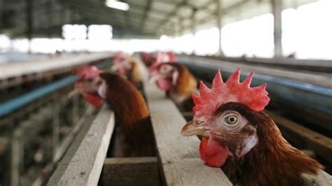 Odisha Culls Thousands Of Chickens Amid Bird Flu Outbreak