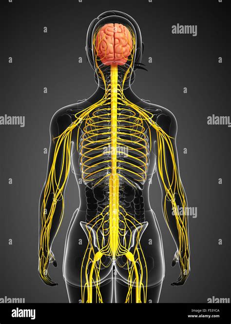 Weibliches Nervensystem Fotos Und Bildmaterial In Hoher Aufl Sung Alamy