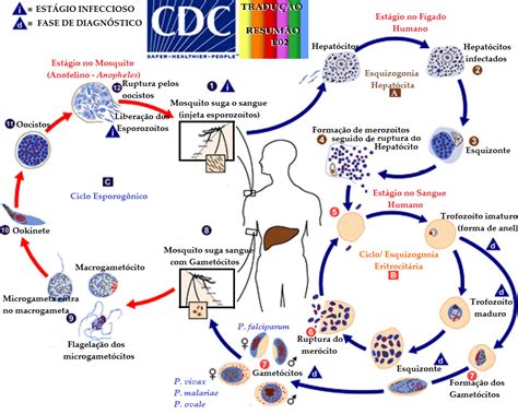 Malaria Life Cycle Animation