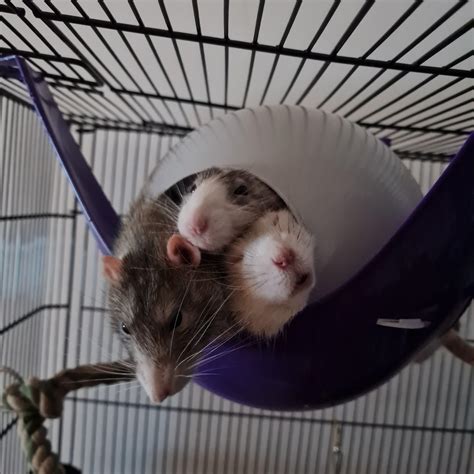 Rats4friends Onlyfans