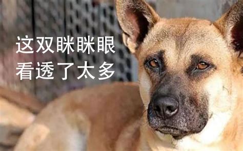 为什么中华田园犬不能当警犬？狗狗的出身就那么重要吗？ 哔哩哔哩 Bilibili