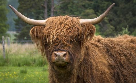 Highland Cattle race de vache rustique idéale pour le désherbage