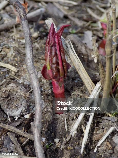 Japanese Knotweed Sprout Tiger Cane Sprout Weasel Stock Photo