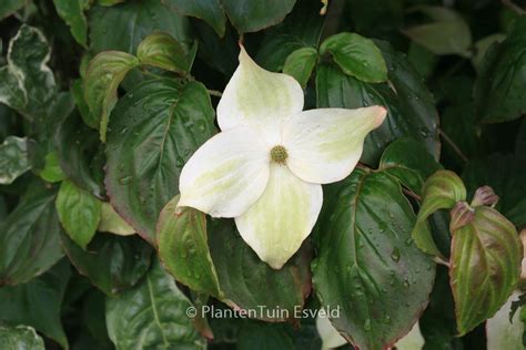 Cornus Kousa Ed Mezitt Plantentuin Esveld