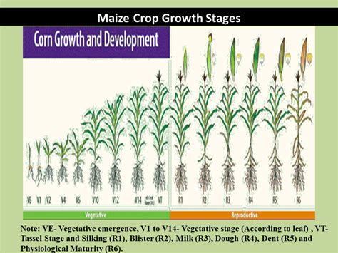 Maize Crop Growth Stages