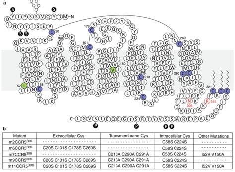 Ccr5 Topology And Engineered Mutations A Membrane Topology Prediction