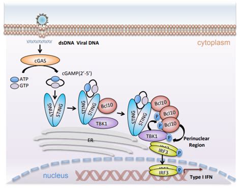 Bcl Phosphorylation Dependent Droplet Like Eurekalert