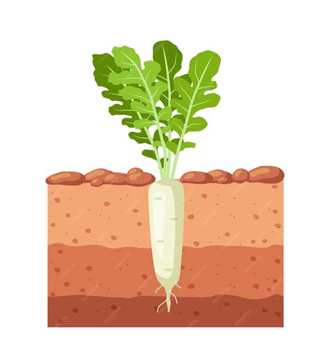 Premium Vector Daikon Radish In The Garden Daikon Radish Growing In