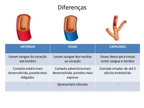 Sistema Cardiovascular Biologia A Ci Ncia Da Vida