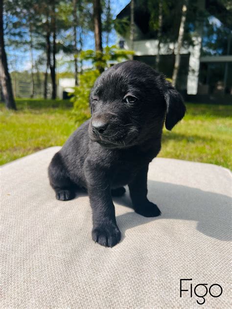 Labrador Retriever szczeniaki biszkoptowe czarne brąz rodowód