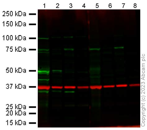 anti cypa antibody rabbit polyclonal ab abcam