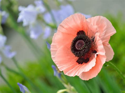 Best oriental poppy varieties - Saga