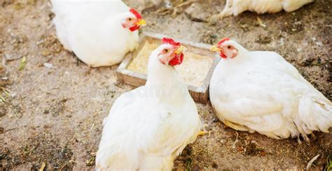 Chickens Broilers On The Farm Selective Focus Stock Image Image Of