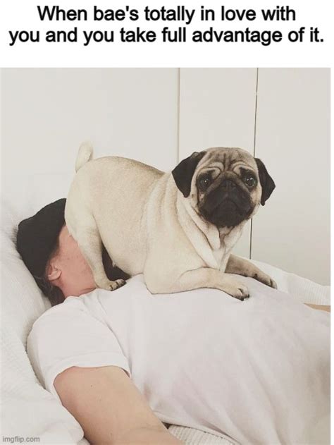 I Have A Pug Named Chief And Luckily He Don T Do This Imgflip