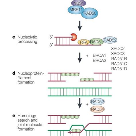 Double Stranded Break Repair Through Homologous Recombinationthe