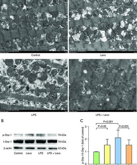 Levosimendan Administration Improves Mitochondrial Ultrastructure