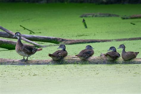 Holz Enten V Gel Sumpf Kostenloses Foto Auf Pixabay