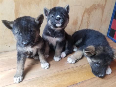 For Sale: Akita/ Shepherd Mix Puppies - Kingston