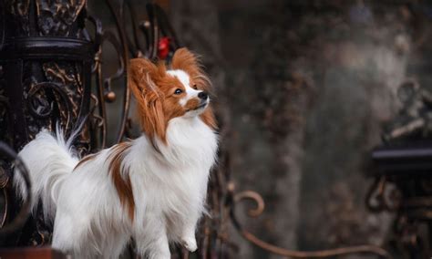 Papillon Dog Breed: Characteristics, Care & Photos | BeChewy