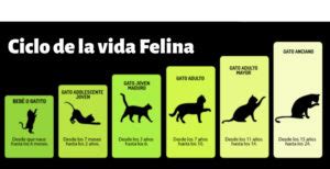 Etapas De La Vida De Un Gato Forkitties Top