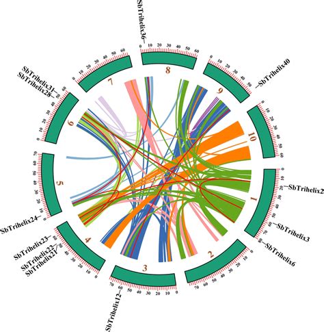 Schematic Representation Of The Chromosomal Distribution And