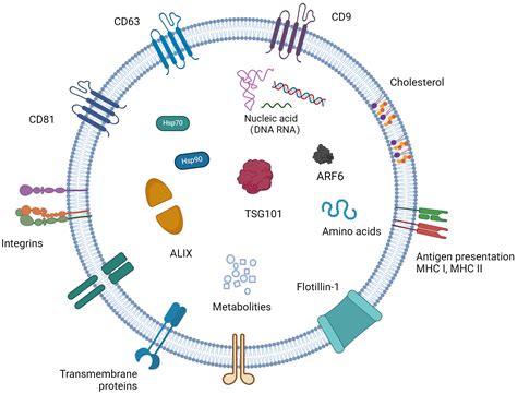 Frontiers Research Progress On The Mechanism Of Exosome Mediated