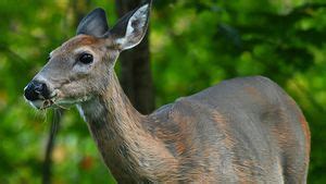 Deer Season Is Here Tips To Stay Safe On The Roadways