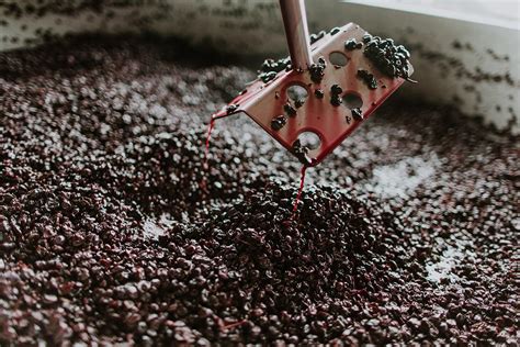 Tannins in Wine: Taste, Mouthfeel, and Quality Explained