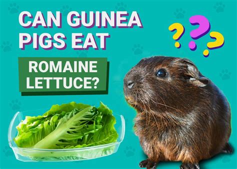 Can Guinea Pigs Eat Romaine Lettuce Health Nutrition Guide PangoVet