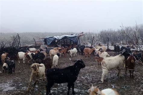 Alerta Amarillo Por Nevadas Y Viento Qu Zonas De San Juan Abarca