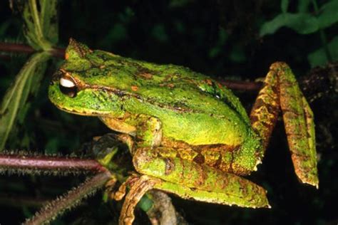 ¿las Ranas Tienen Dientes ¡respuesta