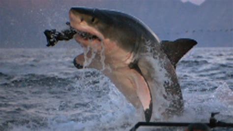 Why Are More Sharks Attacking Humans Good Morning America